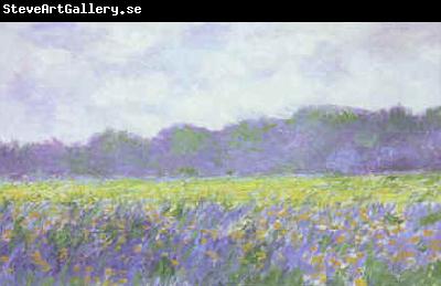 Claude Monet Field of Yellow Iris at Giverny